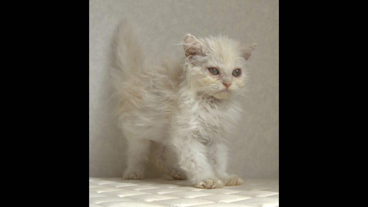 セルカークレックス子猫　Selkirk Rex　2025.4.12産まれ　クリーム＆ホワイト　巻き毛　男の子　シーダキャット猫のお店