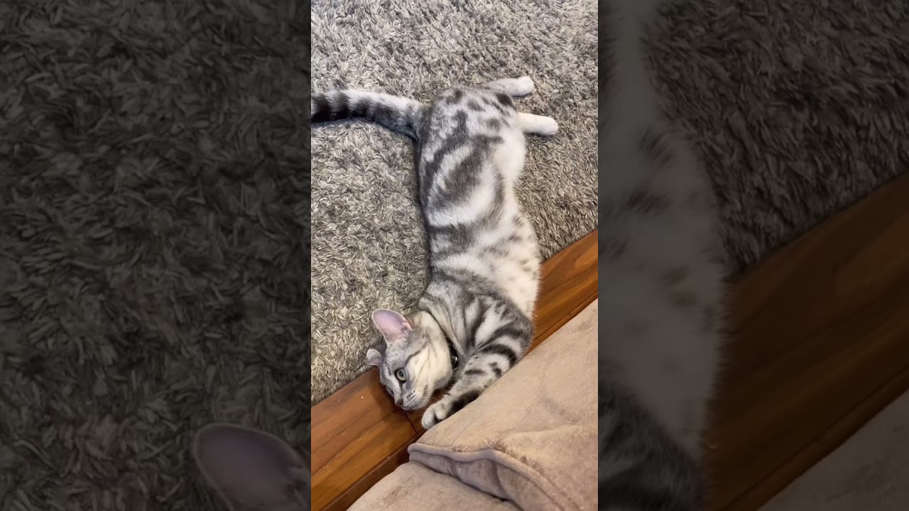 やられた！ #アメショ #アメリカンショートヘア #三毛猫 #保護猫 #猫動画 #猫動画かわいい #cat