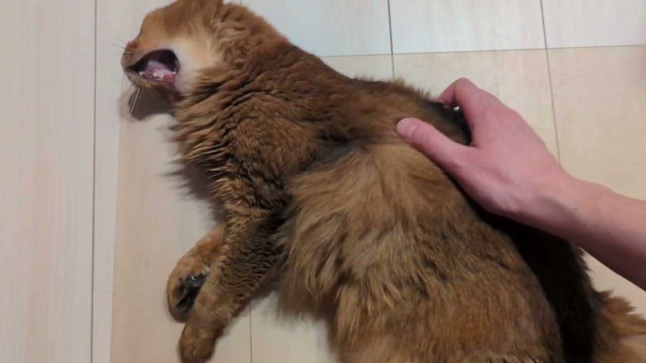 【1308日目】背中は弱点 #ソマリ #cat