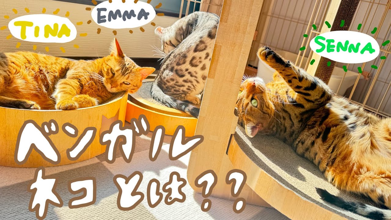 ベンガルネコとは？？　#ネコ #ベンガル
