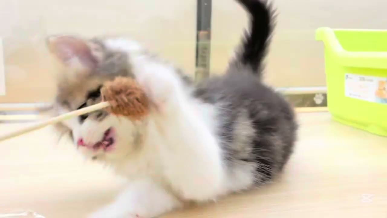 【 ノルウェージャンフォレストキャット 】穏やかな優しい性格の男の子♡