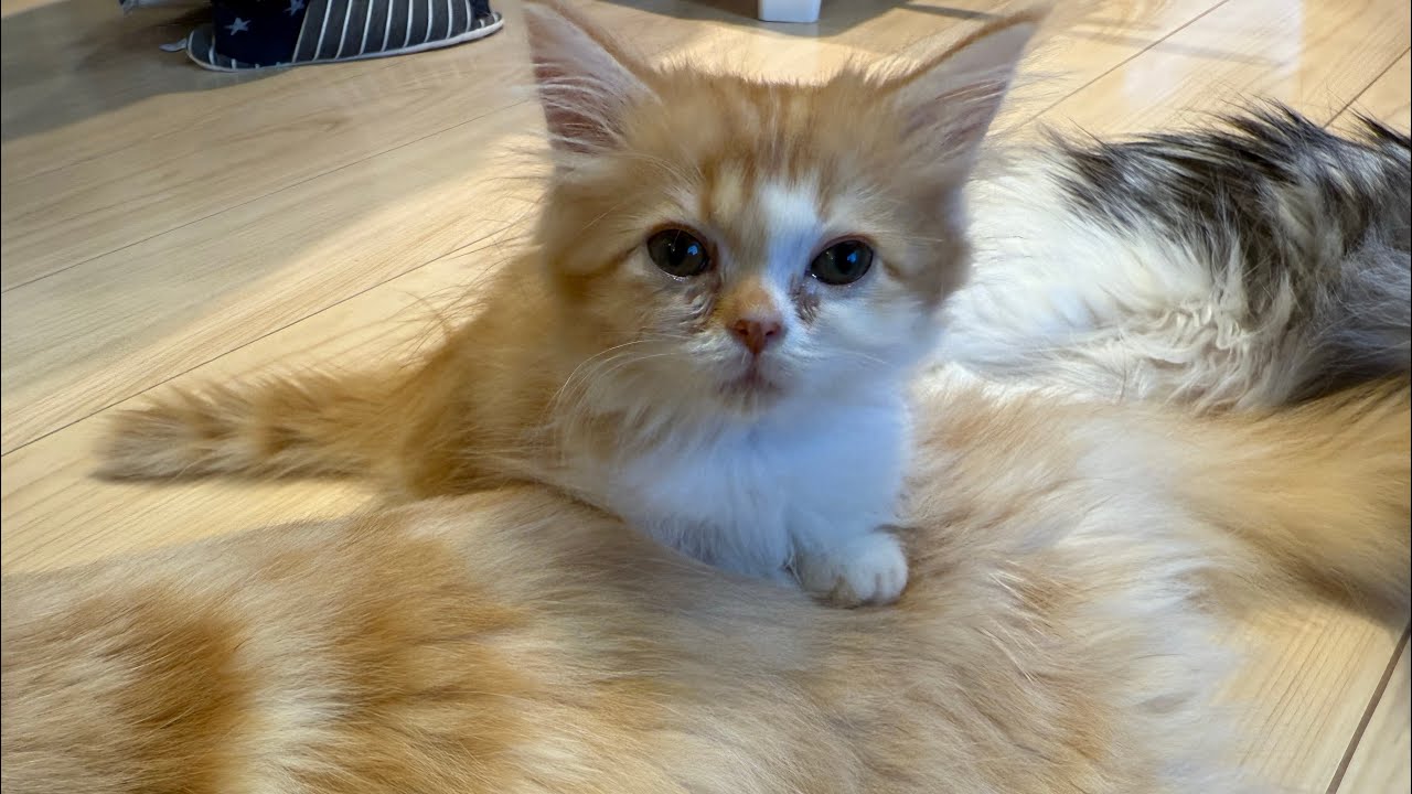 まんちの樹 猫カフェ・マンチカン猫ブリーダーさんにお邪魔しました