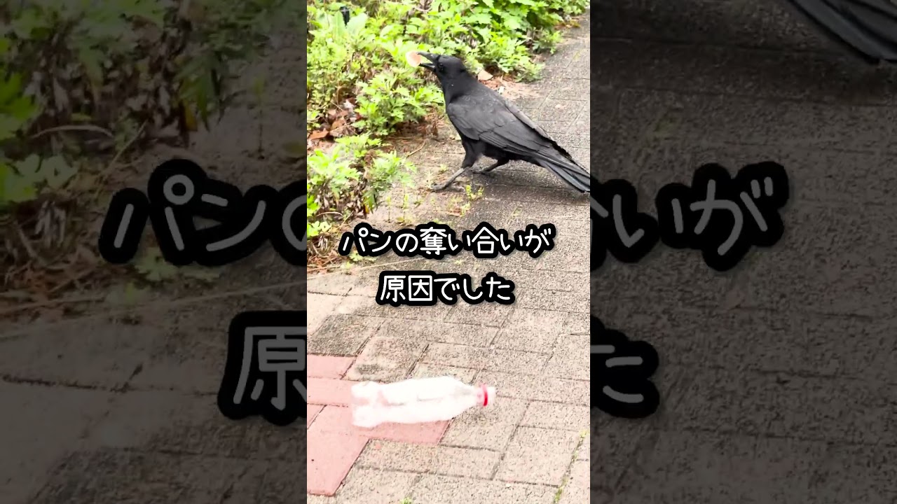 カラスの喧嘩とベンガル猫 #shorts #ベンガル #猫