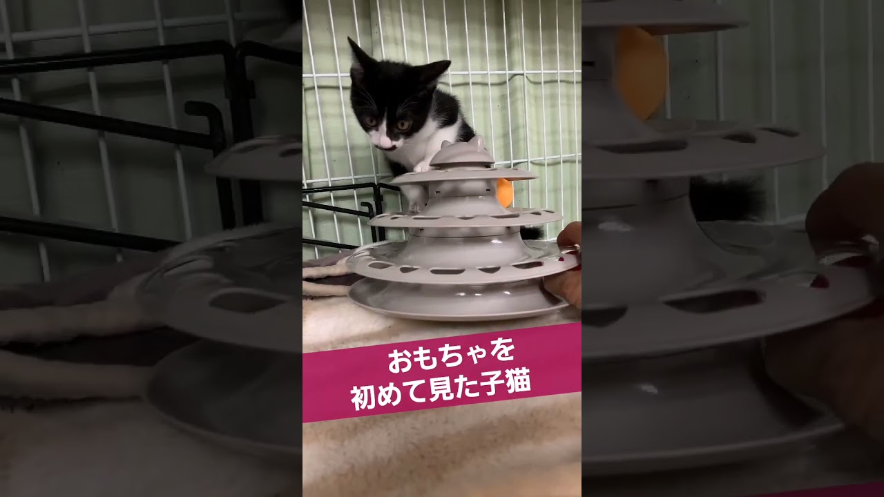 初めてのおもちゃはちょっと怖い #cat #こねこ #猫のいる暮らし #保護猫 #kawaii #cute #信州猫日和 #猫 #わたしの一番かわいいところ #猫のいる暮らし