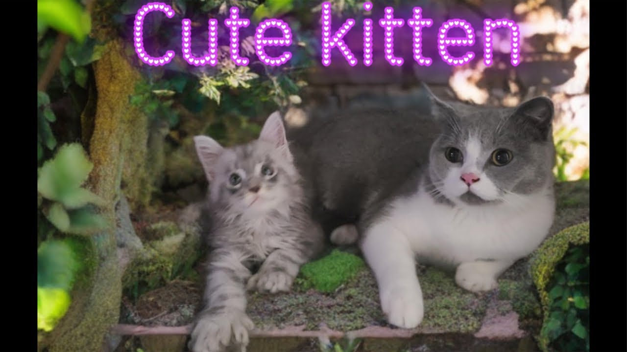 Adorable Maine Coon Kittens – Live! #cat