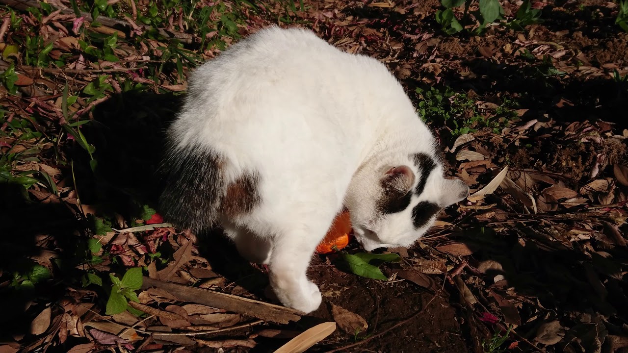 【ジャパニーズ・ボブテイルという猫】日本晴れ！伊豆の朝日。 キャットロードを散歩にゃん！最高！気持ちいい！超かわいい♥️ゆきちゃんの茶色のお尻と筆先みたいな尻尾｜熱海｜伊豆｜南熱海｜日本猫