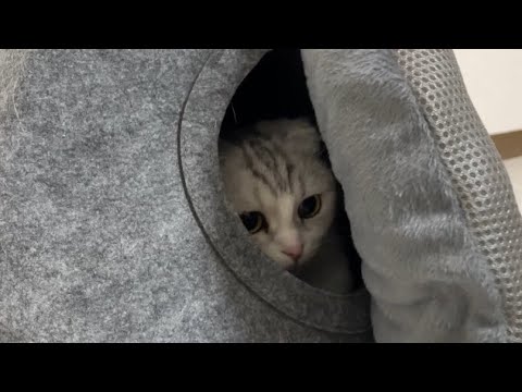 【天使】クリオネおもちゃで遊ぶ猫が可愛すぎたwww