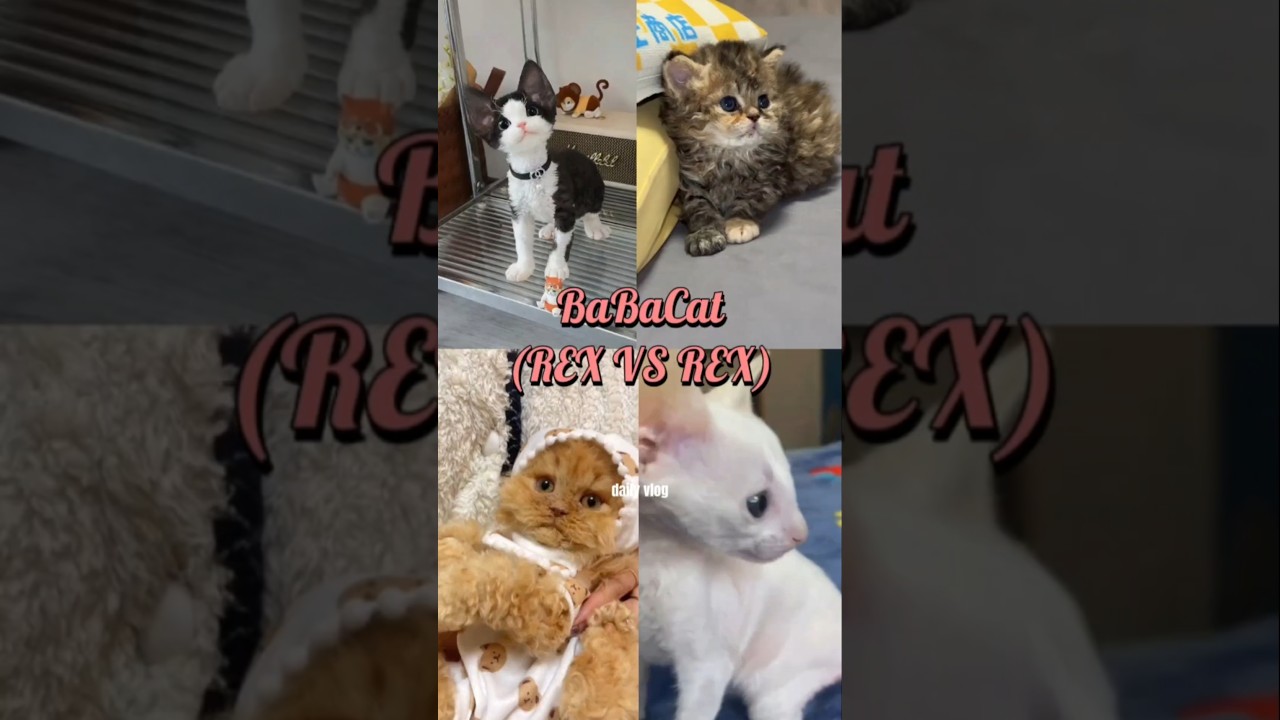 랙스계 희귀 고양이 TOP4 분양가 500만 원 이상 고양이! 인기1등은 누구?!Rex Cats RANKED! Rare Curly Cats Worth $5,000 Who’s #1?