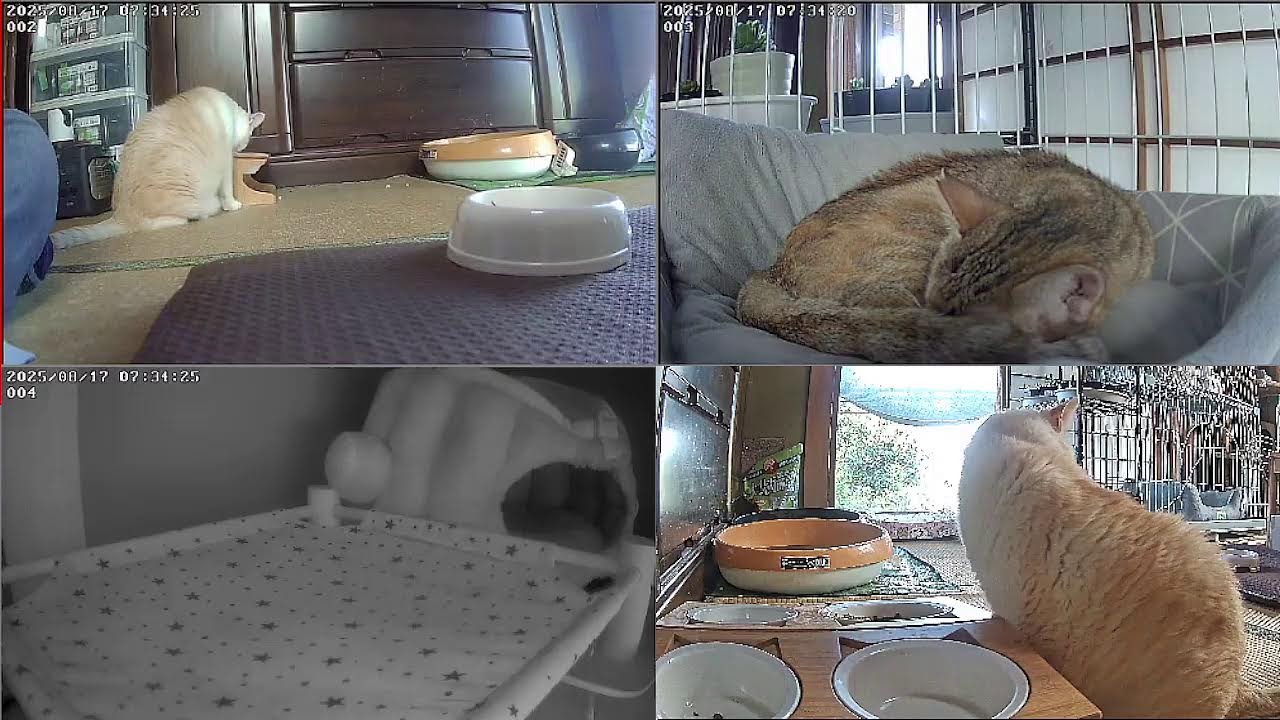 宮崎地震　震度4　日向灘　猫達無事です【24時間365日猫ライブ】　犬好きが猫を保護した結果こうなりました　野良猫から家猫へ 　保護猫5匹　 cat live
