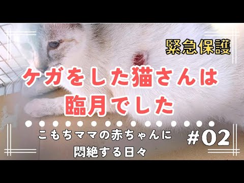 【保護猫】【猫の出産】【子猫】体が小さく足の踏ん張りが弱い子猫のその後と可愛すぎる子猫ちゃん達に毎日悶絶！！！