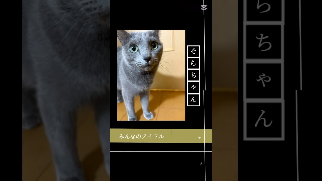 プロフェッショナルそらの流儀  #猫 #ロシアンブルー #shorts