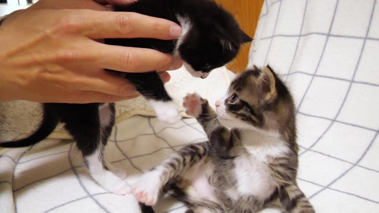 毛繕いしてあげたい子猫たちのかわいい戦い。【赤ちゃん猫　保護猫】