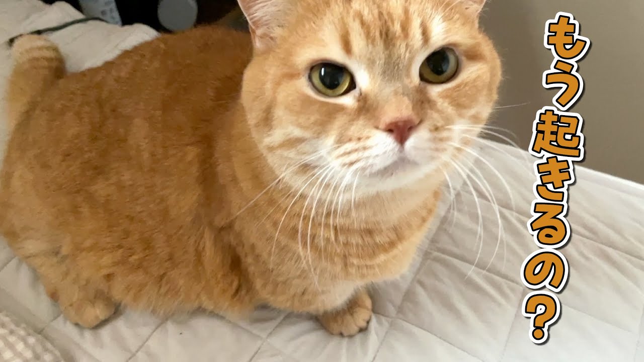 早朝に起きたママに付いてくる甘えん坊な猫が可愛すぎる！
