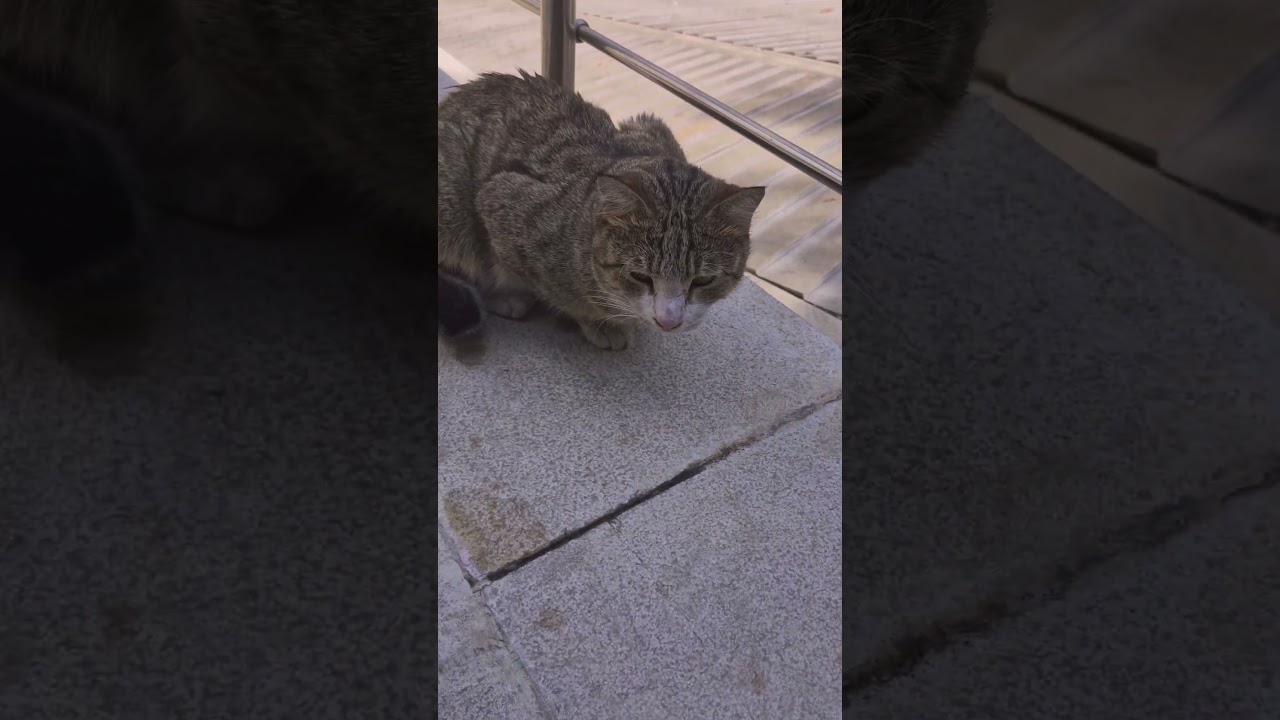 Persian Cat Cute