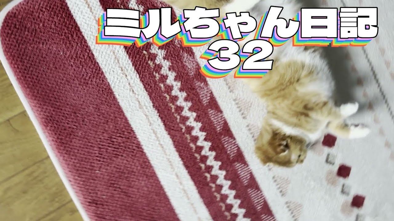 ミルちゃん日記32 狭いところが好きなのにお腹が…　＃スコティッシュフォールド＃猫＃猫の寝方