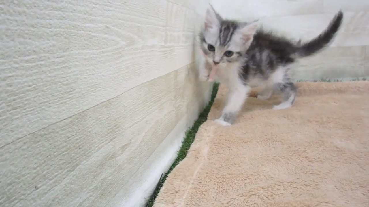 585382 アメリカンカール