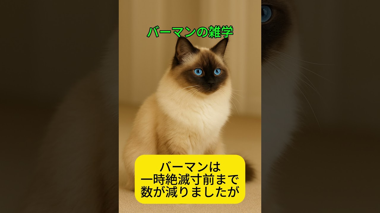 バーマンの雑学 #プチ知識 #猫 #バーマン #雑学
