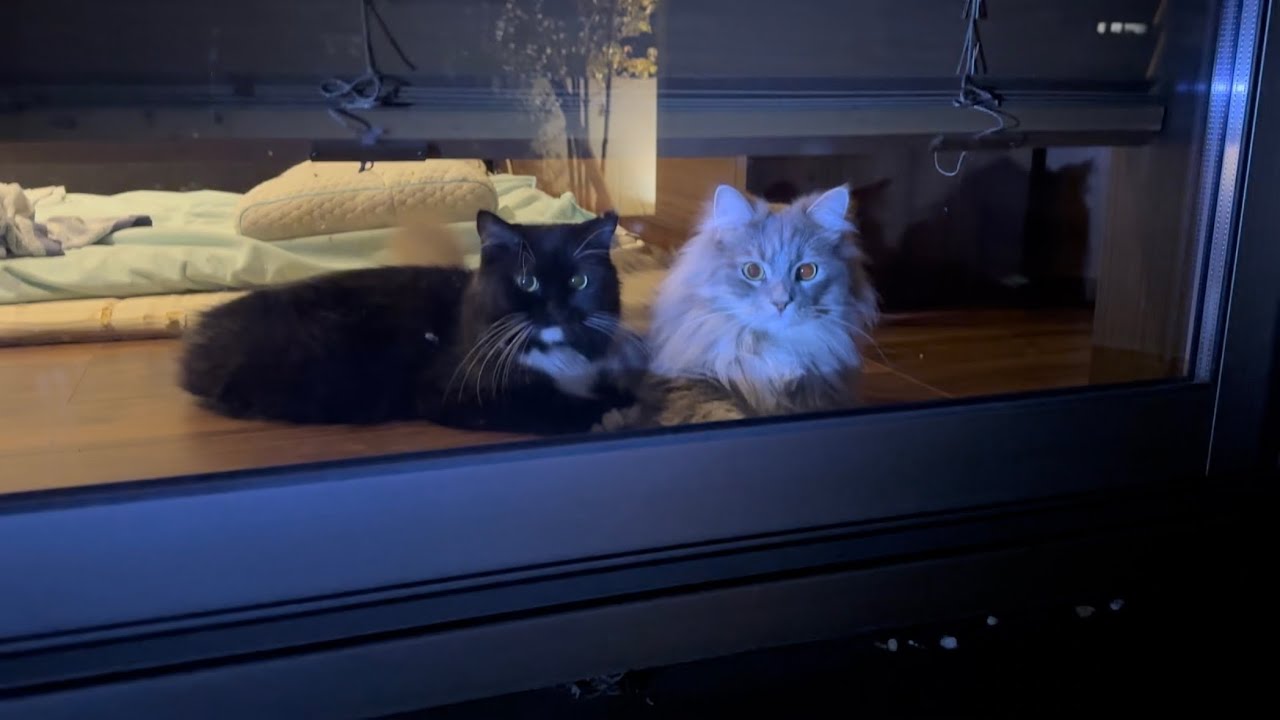 花火を眺める猫　ラガマフィン　サイベリアンA cat watching fireworks. Ragamuffin. Siberian