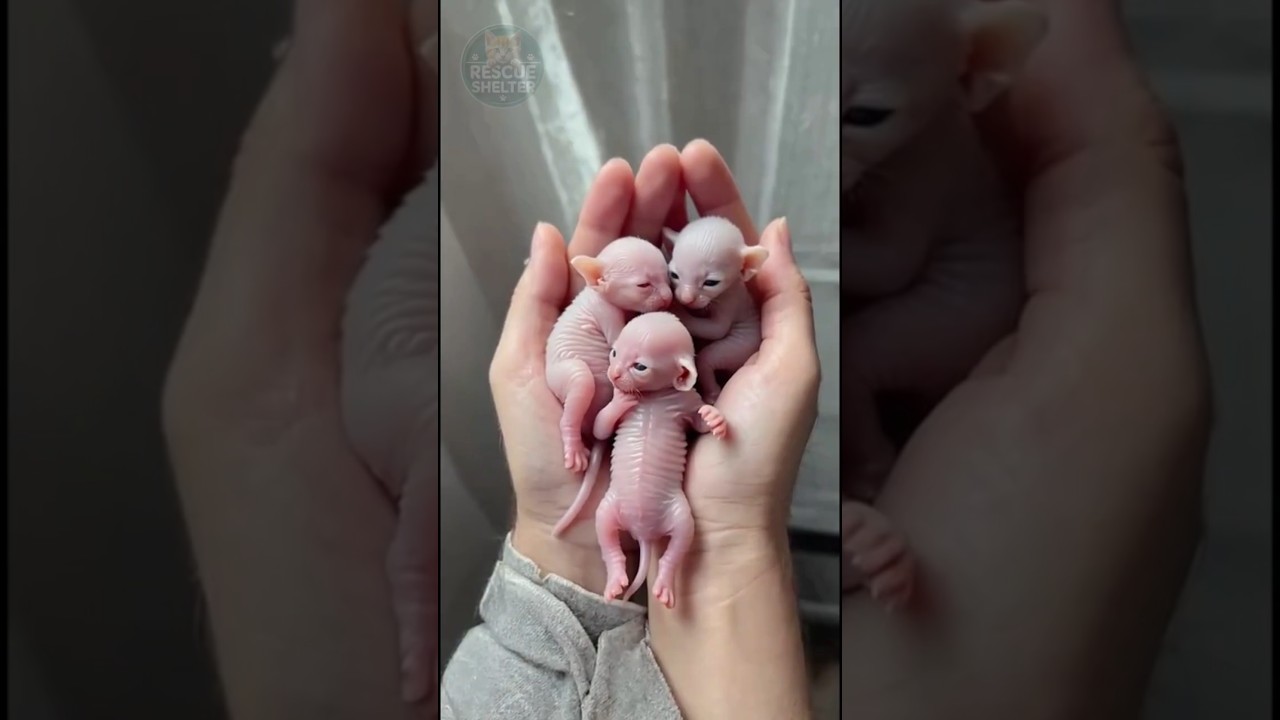 From Trash to Treasure: Newborn Kittens Rescued 🐾