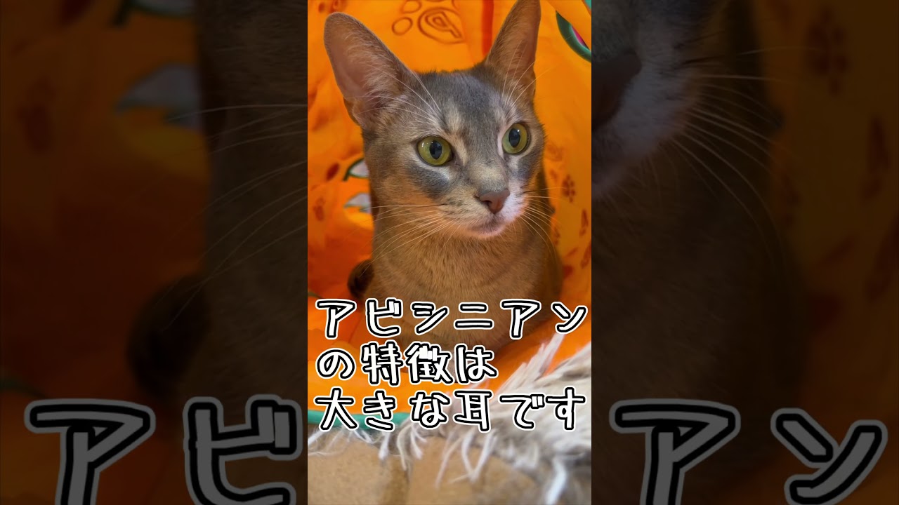 アビシニアンとは その54 カシャカシャトンネルが大好きな猫 #shorts #猫 #アビシニアン