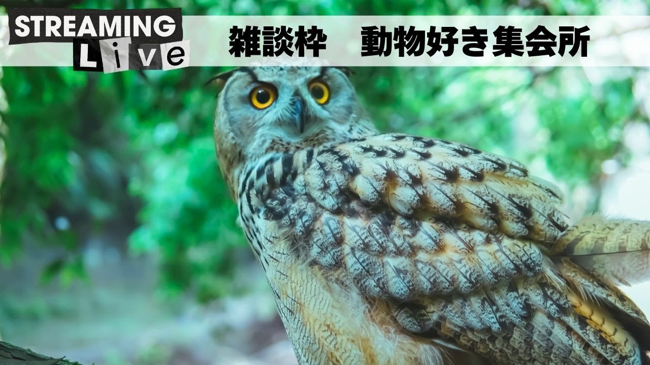 まったり雑談配信🎙🦉動物好き集会所