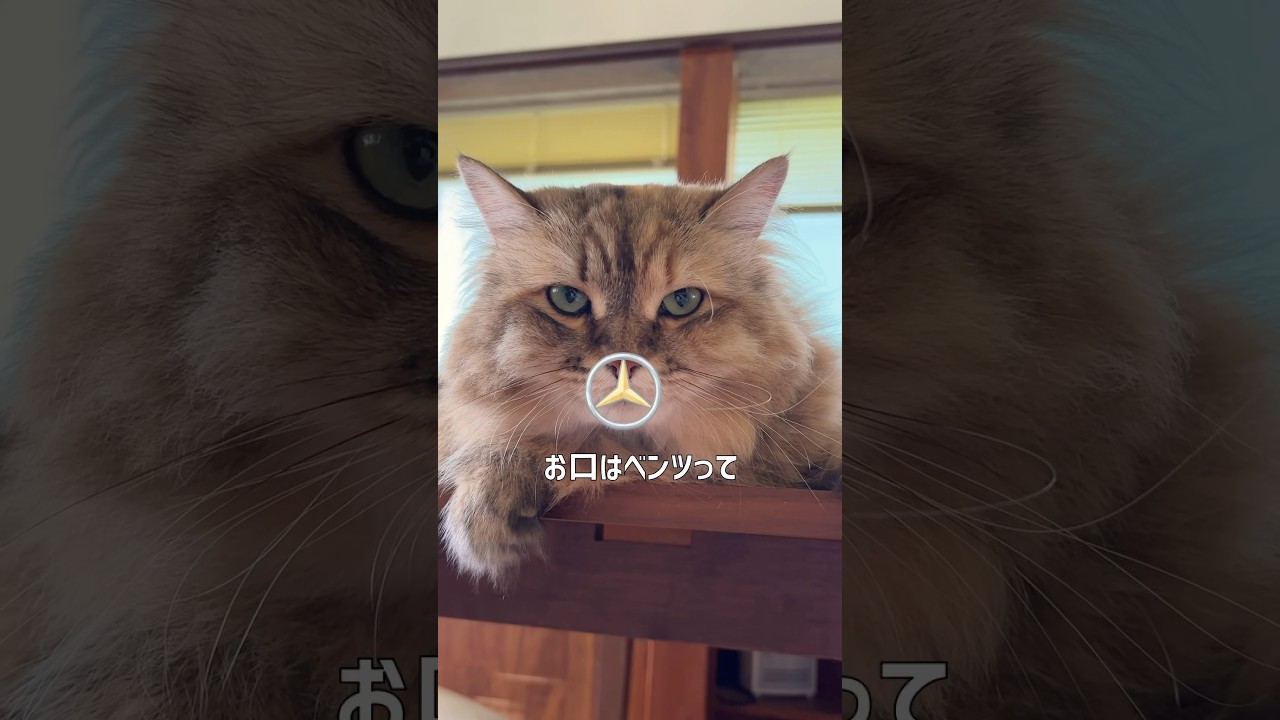 にゃっほにゃっほ♪猫あるある【サイベリアン・マグロ・ずんだ】 #shorts #サイベリアン #猫 #にゃっほ