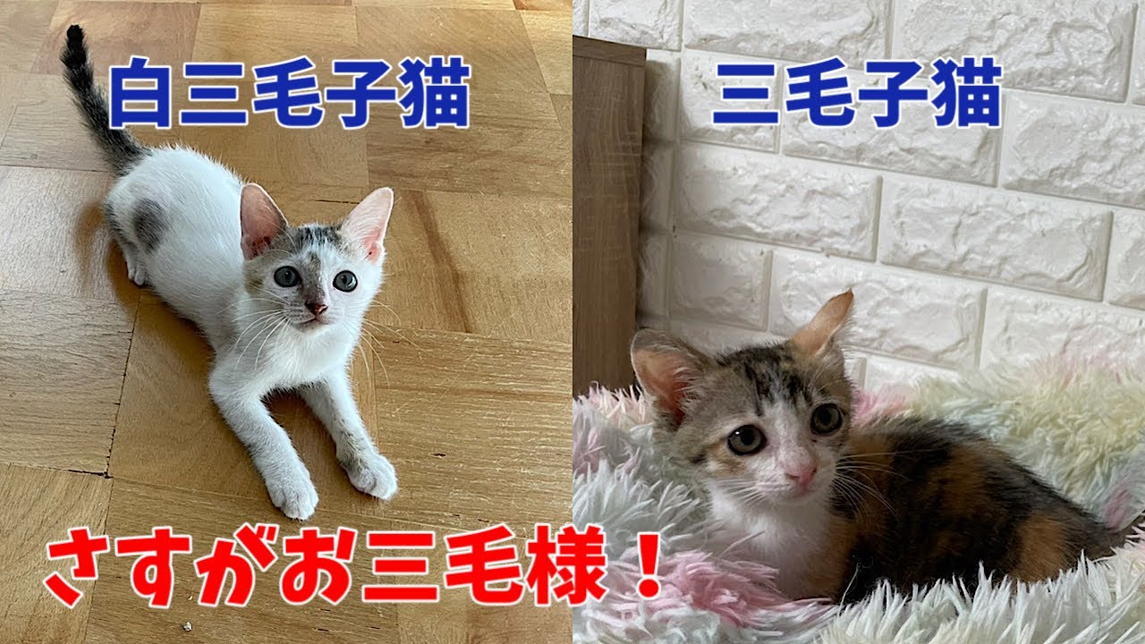 お三毛様って子猫の時からお姫様気質かもしれない