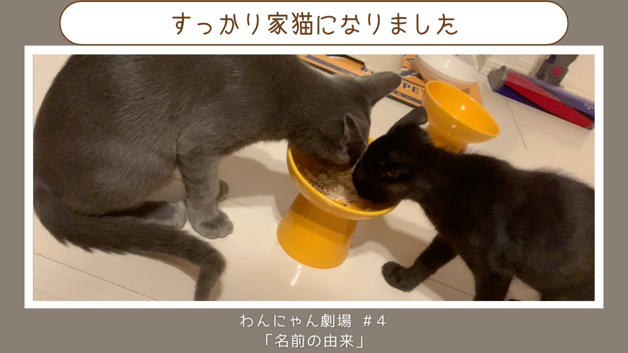 ＃４ 【保護猫動画】拾った猫がまさかのロシアンブルー！？