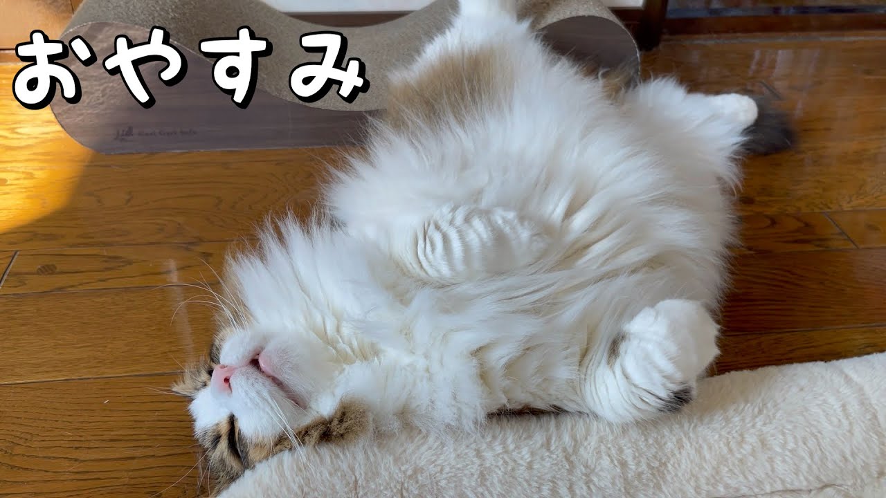 寝落ちするモフモフ猫が可愛い【ノルウェージャンフォレストキャット】