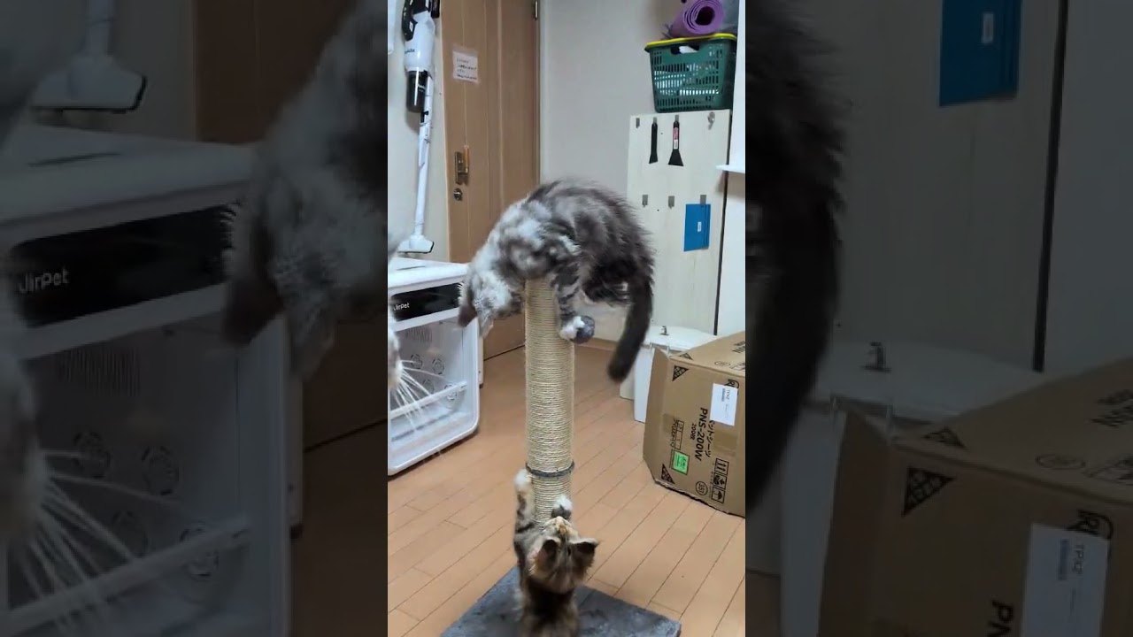 キャットタワーを登る、のぶちゃん京ちゃん