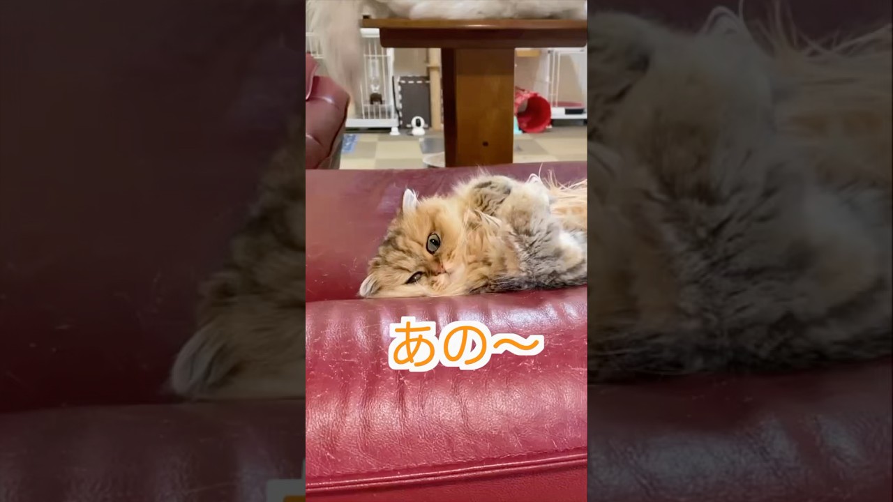おやつを持って来てもらえませんでしょうか#ペルシャ猫 #猫のいる暮らし #猫 #cat #persiancat