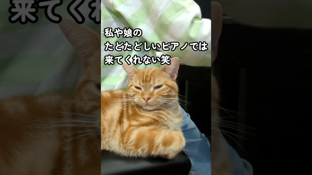息子のピアノだけ聴きにくるとら