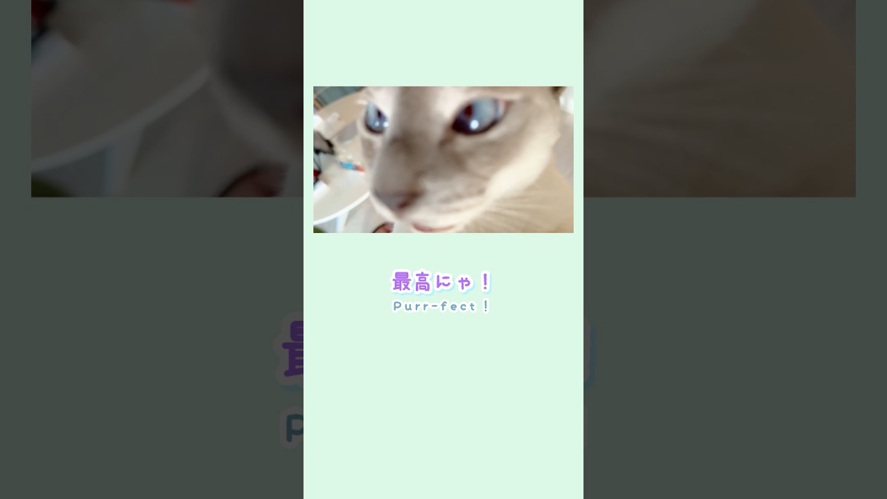 甘えん坊ラクトくんの朝のジャンプ抱っこショート Morning jumping cuddles with my clingy cat Lact #cutecat #猫動画 #catlovers