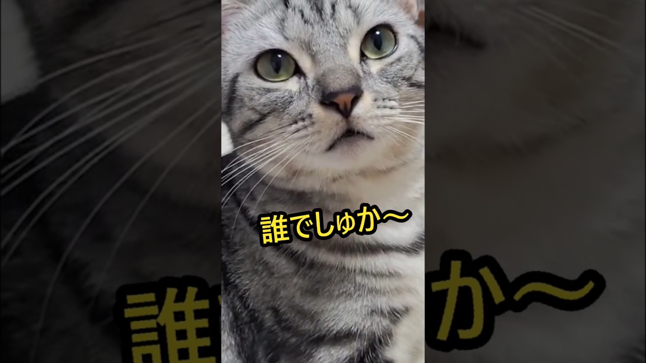 ｢#アメショ の男の子 キリアンの日常 誰でしゅか～｣#shorts #アメリカンショートヘア #cat #猫 #ねこ