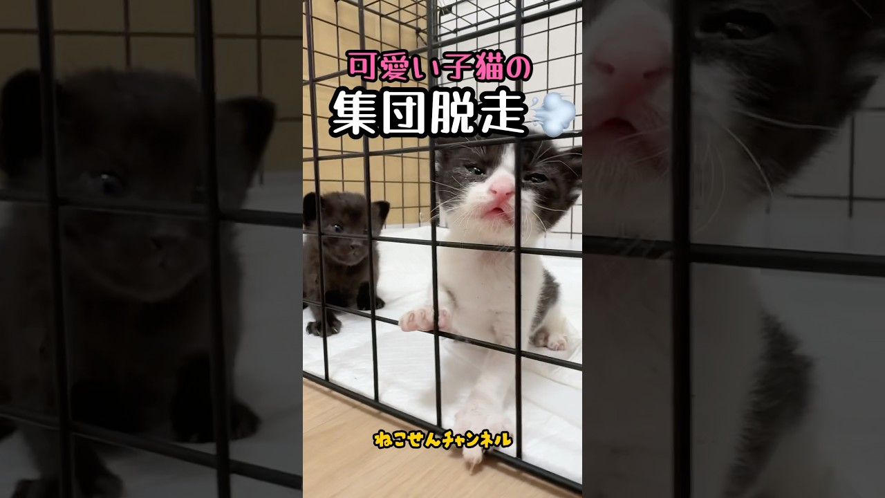 小さな脱走犯…子猫ケージから脱出成功！？ | ねこせん