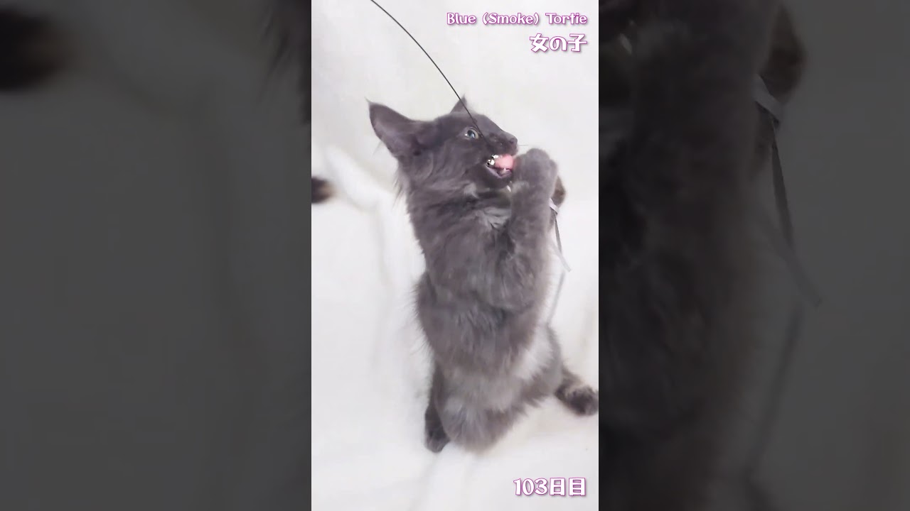 アンの子猫 ピーチ 103日目 #ノルウェージャンフォレストキャット #shorts #kitten #cat