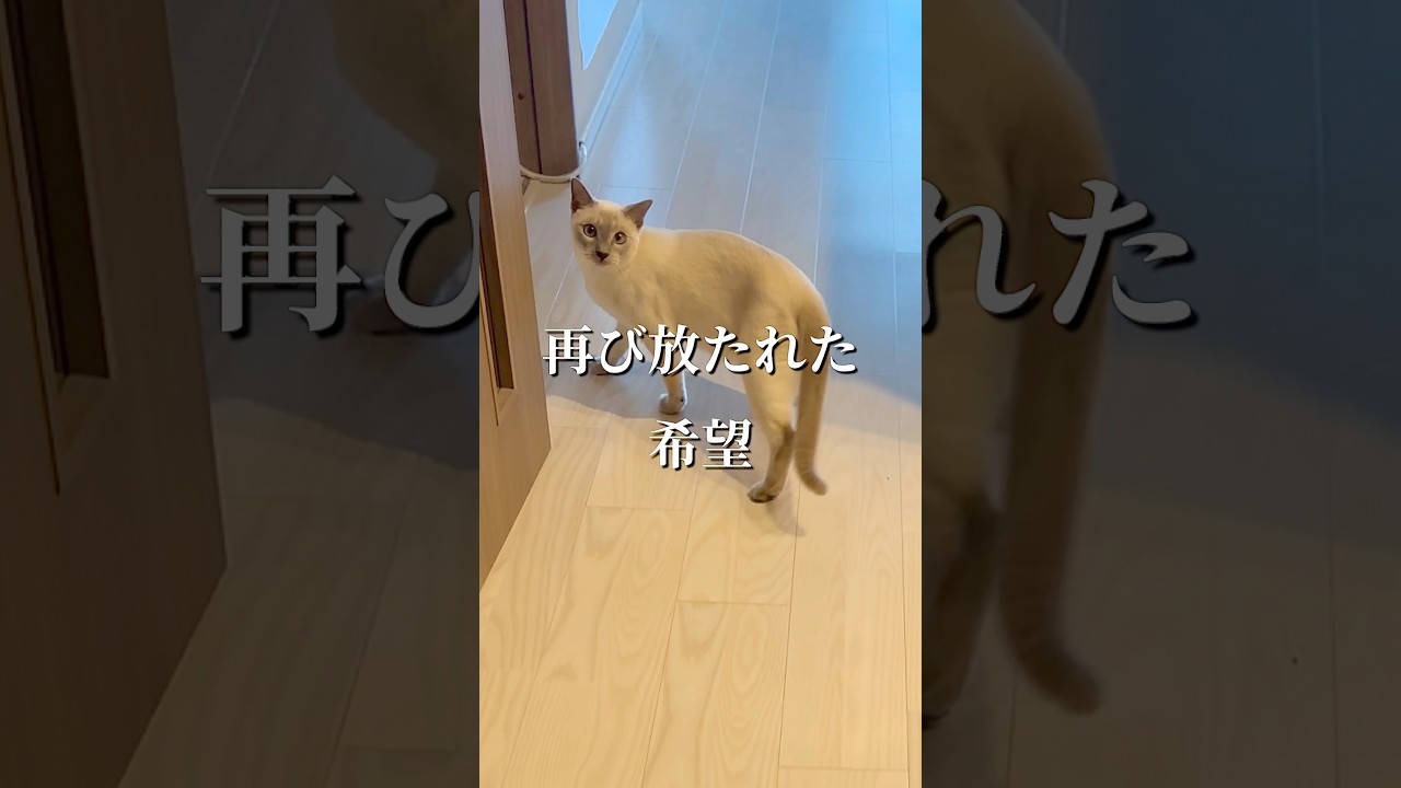 パイナップルより抱っこ！？甘えん坊猫のボール遊び【トンキニーズ】　#猫 #猫動画 #shorts