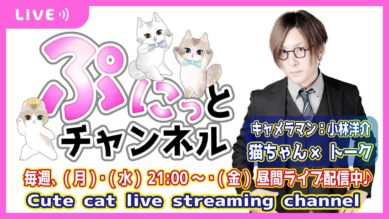 コミケ楽しかったです♪猫ちゃんライブ配信♪