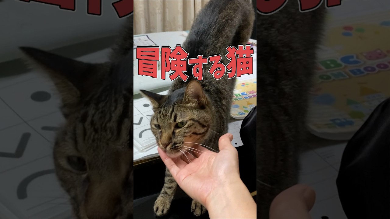 ピアノの上で大冒険する猫がかわいすぎる！