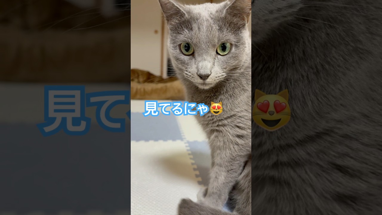 見てるにゃ❤️ #猫 #ロシアンブルー #shorts
