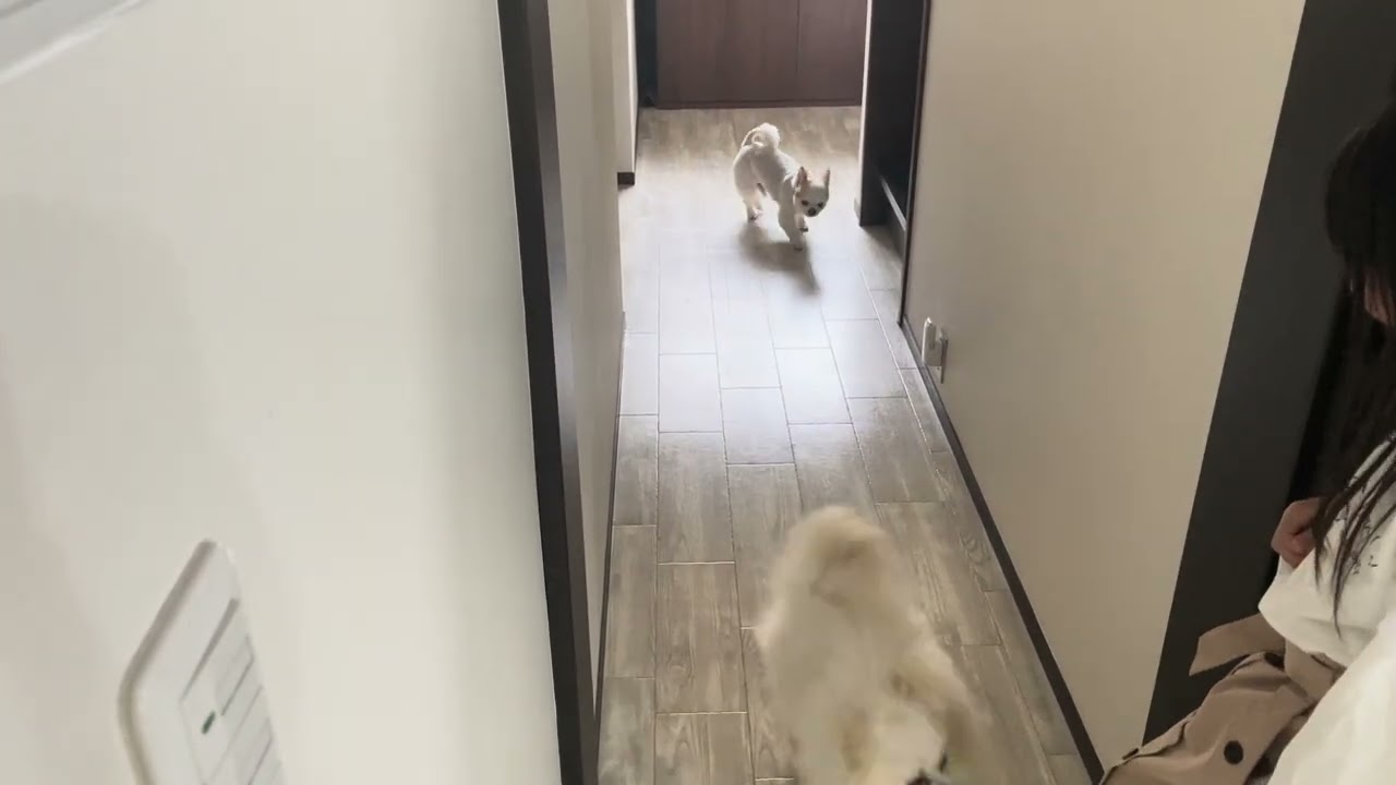 チワワ