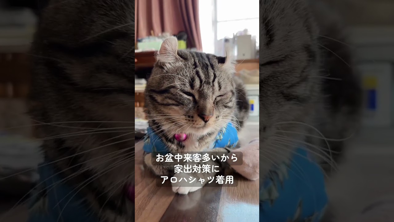 #猫のいる暮らし #アメリカンカール