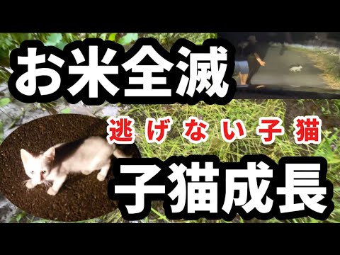 お米全滅！子猫は大成長！里山と猫の日記