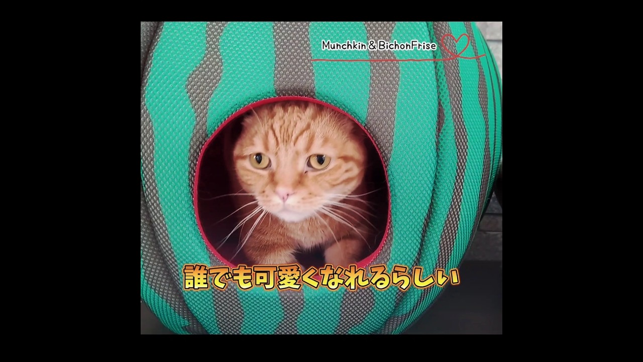【マンチカン】スイカからひょっこり顔を出す短足猫【犬と猫、両方飼ってると毎日かわいい♥】