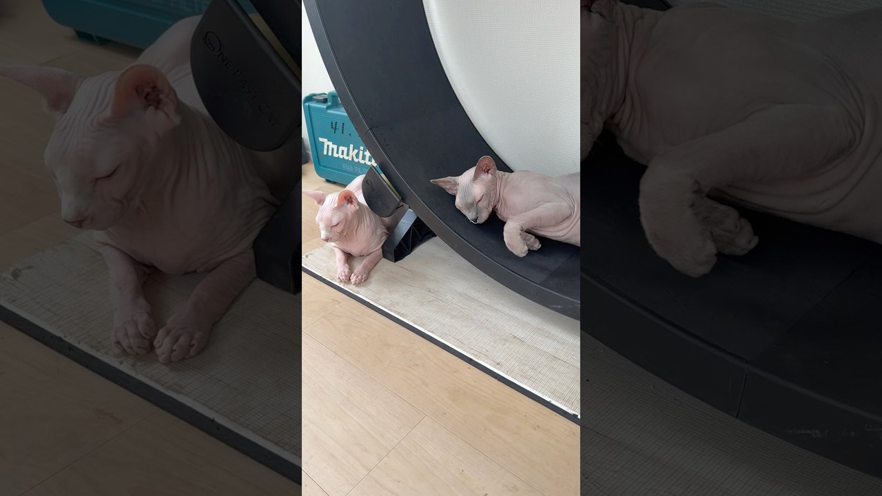 エアコンがついていない部屋がお気に入りの毛のない猫たち【スフィンクス】