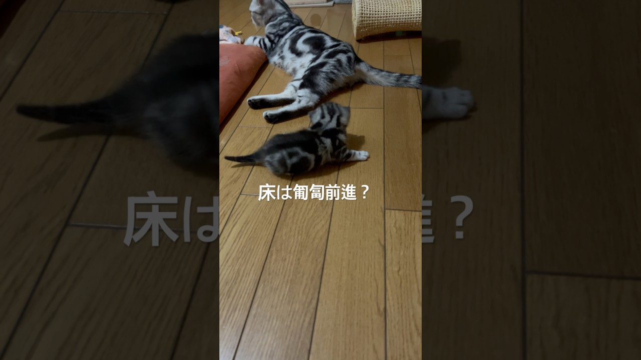 匍匐前進しているのに前に進まない！#アメリカンショートヘア#アメショ#子猫#猫の日常#cat#cats