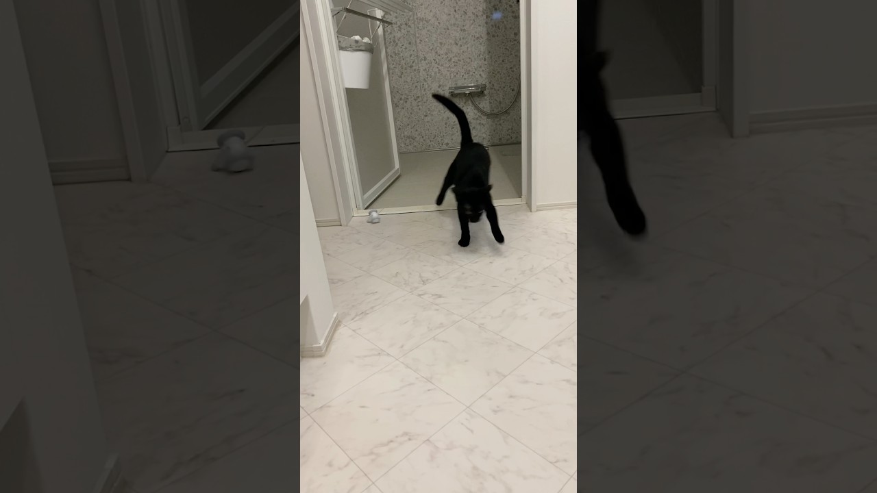 ねずみと黒猫　#ボンベイ #cat #bombay #猫 #ねこ #猫のいる暮らし #猫のいる生活 #ねこ動画 #おもちゃ #子猫