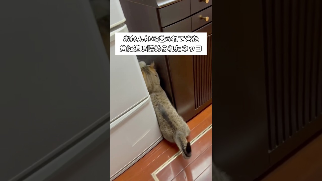 おかんから送られてきた実家にゃんず #マンチカン #短足マンチカン #shorts