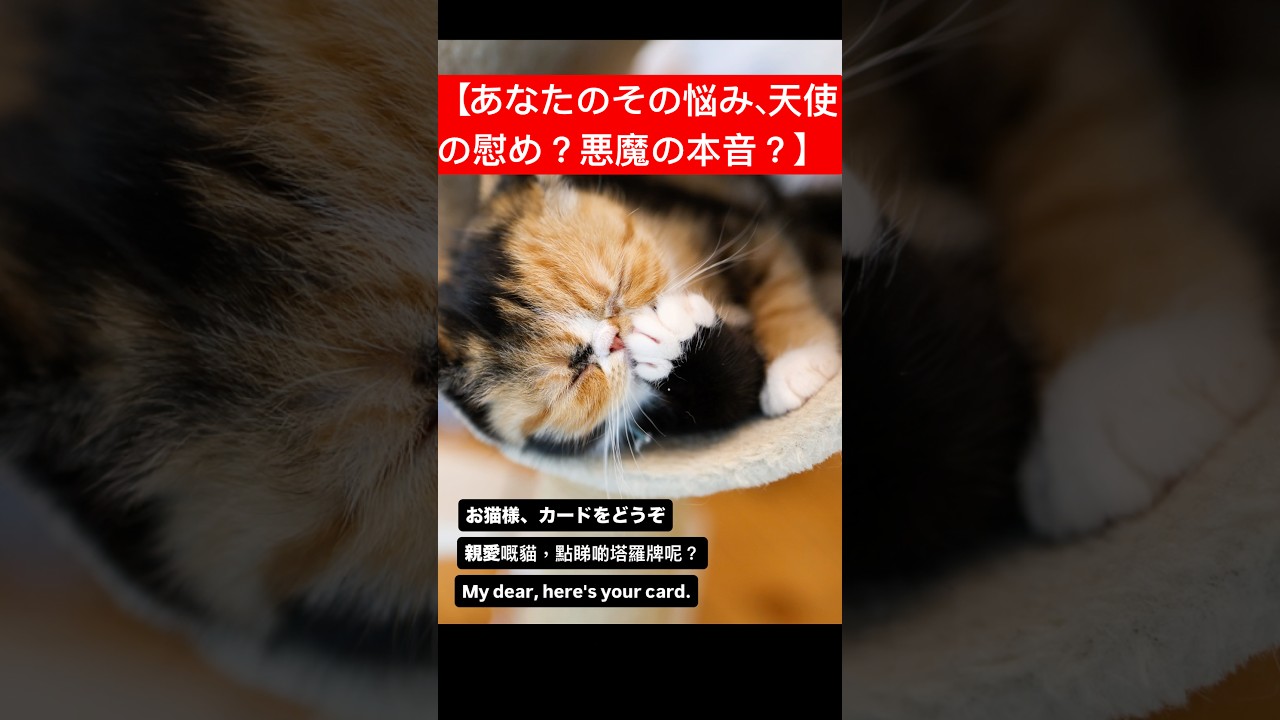 【あなたのその悩み、天使の慰め？悪魔の本音？】今日の一枚引き占い#エキゾチックショートヘアー #占い #運勢 #タロット占い