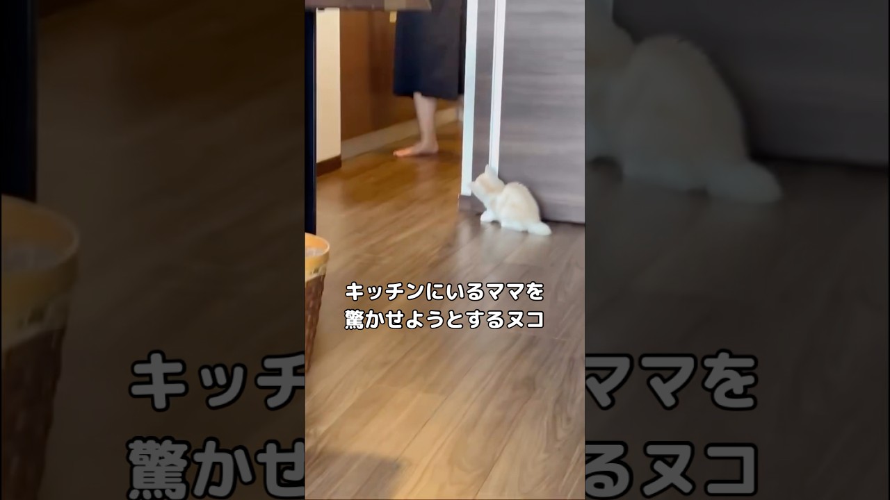 キッチンにいるママを驚かせたくて今か今かとその時を待ち伏せする子猫 #子猫 #生後1ヶ月 #shorts
